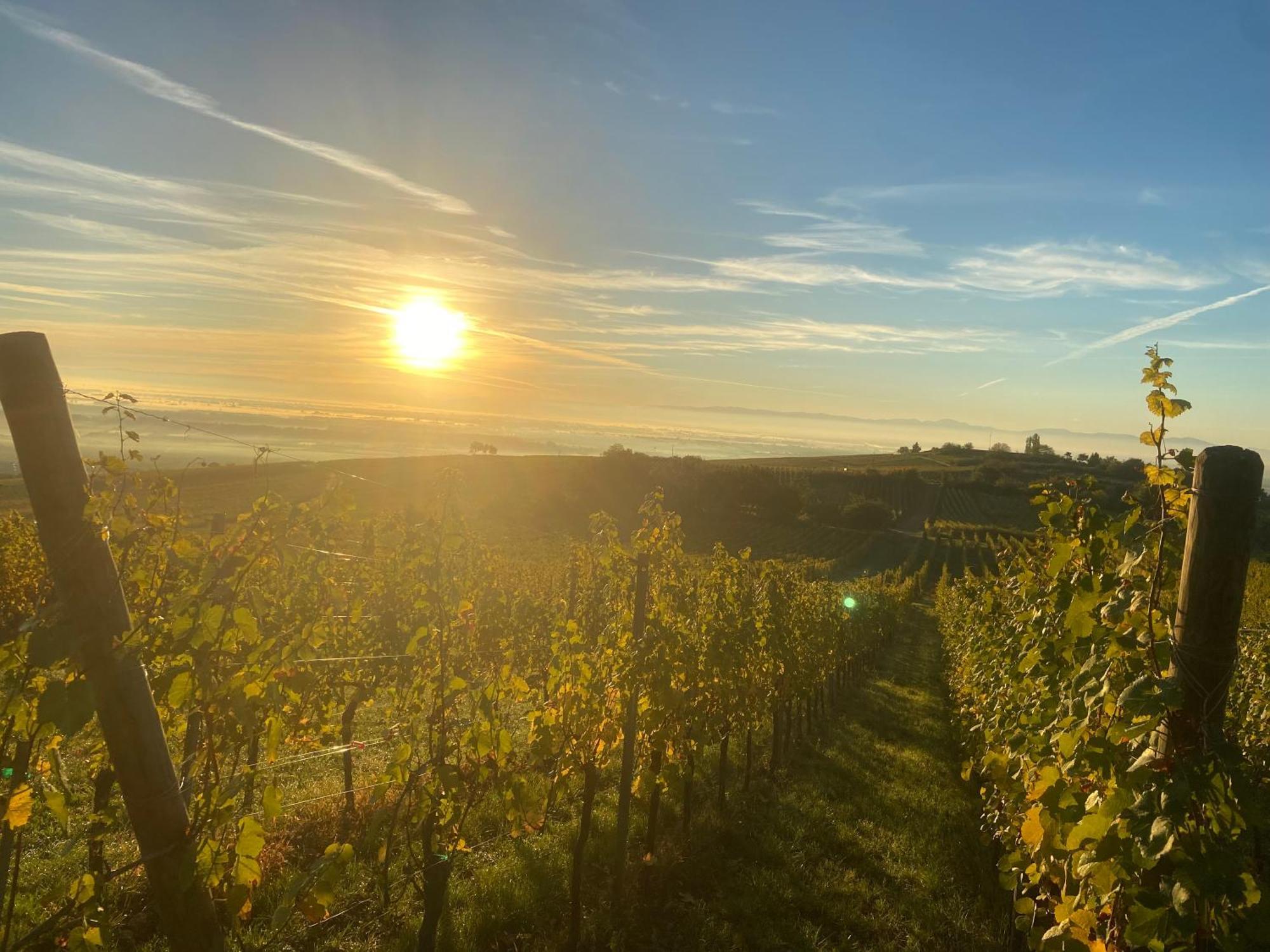 Charmant Et Chaleureux Gite Dans Le Vignoble Sigolsheim Exterior photo